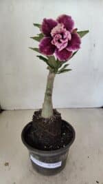 ENXERTO 12186 – 20cm (cor LM 976) - Imagem 2