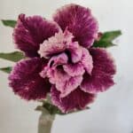 ENXERTO 12186 – 20cm (cor LM 976)