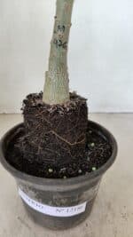 ENXERTO 12186 – 20cm (cor LM 976) - Imagem 6