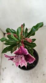 ENXERTO 12186 – 20cm (cor LM 976) - Imagem 4