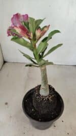 ENXERTO 12186 – 20cm (cor LM 976) - Imagem 5