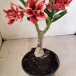 ENXERTO 12187 – 20cm (cor LM 969)