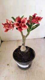 ENXERTO 12187 – 20cm (cor LM 969)