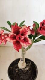 ENXERTO 12187 – 20cm (cor LM 969) - Imagem 3