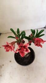 ENXERTO 12187 – 20cm (cor LM 969) - Imagem 4