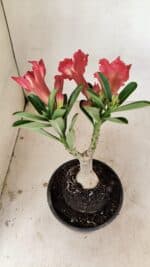 ENXERTO 12187 – 20cm (cor LM 969) - Imagem 5