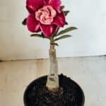 ENXERTO 12188 – 20cm (cor LM 481)