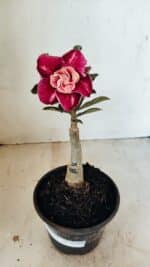 ENXERTO 12188 – 20cm (cor LM 481)