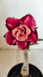 ENXERTO 12188 – 20cm (cor LM 481) - Imagem 3