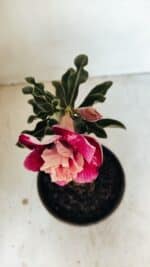 ENXERTO 12188 – 20cm (cor LM 481) - Imagem 4