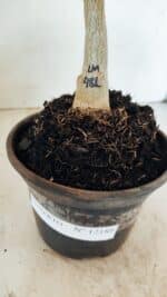 ENXERTO 12188 – 20cm (cor LM 481) - Imagem 6