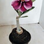 ENXERTO 12189 – 20cm (cor LM 499)