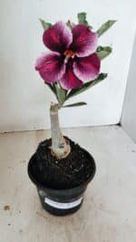 ENXERTO 12189 – 20cm (cor LM 499)