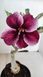 ENXERTO 12189 – 20cm (cor LM 499) - Imagem 3