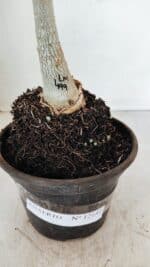 ENXERTO 12189 – 20cm (cor LM 499) - Imagem 5