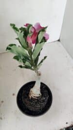 ENXERTO 12189 – 20cm (cor LM 499) - Imagem 4