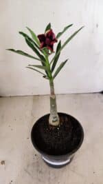 ENXERTO 12192 – 20cm (cor LM 1007) - Imagem 6