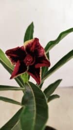 ENXERTO 12192 – 20cm (cor LM 1007)