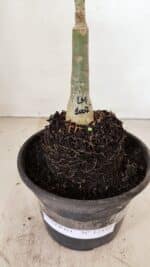 ENXERTO 12192 – 20cm (cor LM 1007) - Imagem 5