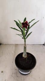 ENXERTO 12192 – 20cm (cor LM 1007) - Imagem 2