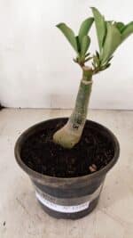 ENXERTO 12193 – 20cm (cor LM 442) - Imagem 2