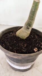 ENXERTO 12193 – 20cm (cor LM 442) - Imagem 5