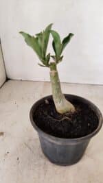 ENXERTO 12193 – 20cm (cor LM 442) - Imagem 3