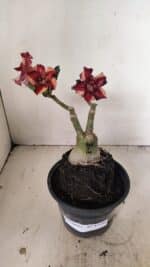 ENXERTO 12194 – 20cm (cor LM 1005) - Imagem 2