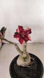 ENXERTO 12194 – 20cm (cor LM 1005) - Imagem 5