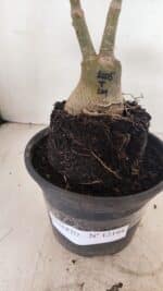 ENXERTO 12194 – 20cm (cor LM 1005) - Imagem 7