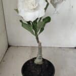 ENXERTO 12195 – 20cm (cor LM 615)