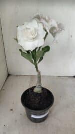 ENXERTO 12195 – 20cm (cor LM 615)