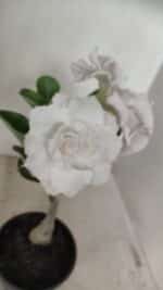 ENXERTO 12195 – 20cm (cor LM 615) - Imagem 3