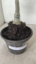 ENXERTO 12195 – 20cm (cor LM 615) - Imagem 6