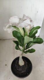 ENXERTO 12195 – 20cm (cor LM 615) - Imagem 5