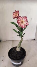 ENXERTO 12196 – 20cm (cor LM 914) - Imagem 2