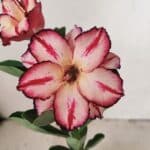 ENXERTO 12196 – 20cm (cor LM 914)