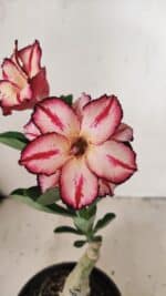 ENXERTO 12196 – 20cm (cor LM 914)