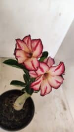 ENXERTO 12196 – 20cm (cor LM 914) - Imagem 4