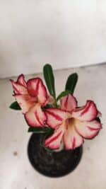 ENXERTO 12196 – 20cm (cor LM 914) - Imagem 7