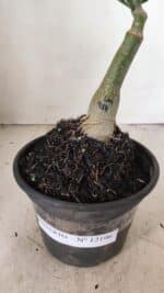 ENXERTO 12196 – 20cm (cor LM 914) - Imagem 6