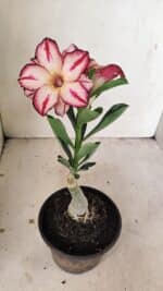 ENXERTO 12196 – 20cm (cor LM 914) - Imagem 5