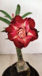 ENXERTO 12197 – 20cm (cor LM 725)