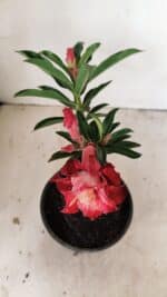 ENXERTO 12197 – 20cm (cor LM 725) - Imagem 4