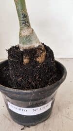 ENXERTO 12197 – 20cm (cor LM 725) - Imagem 7