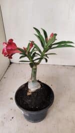 ENXERTO 12197 – 20cm (cor LM 725) - Imagem 6