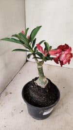 ENXERTO 12197 – 20cm (cor LM 725) - Imagem 5