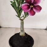 ENXERTO 12198 – 20cm (cor LM 499)