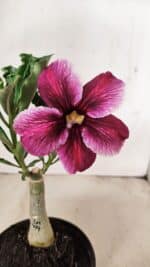 ENXERTO 12198 – 20cm (cor LM 499) - Imagem 3