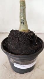 ENXERTO 12198 – 20cm (cor LM 499) - Imagem 7